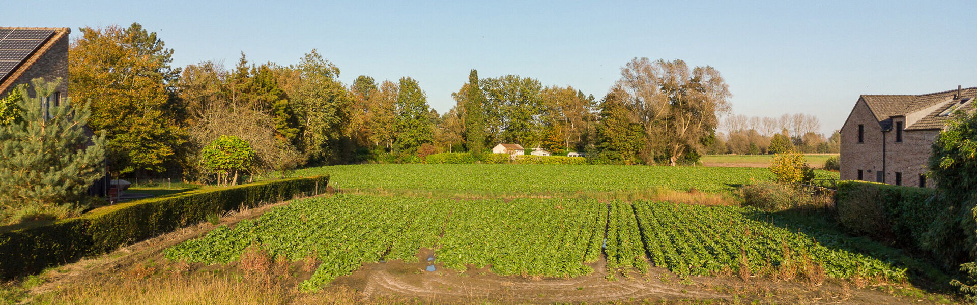 Bouwgrond te koop in Waasmunster