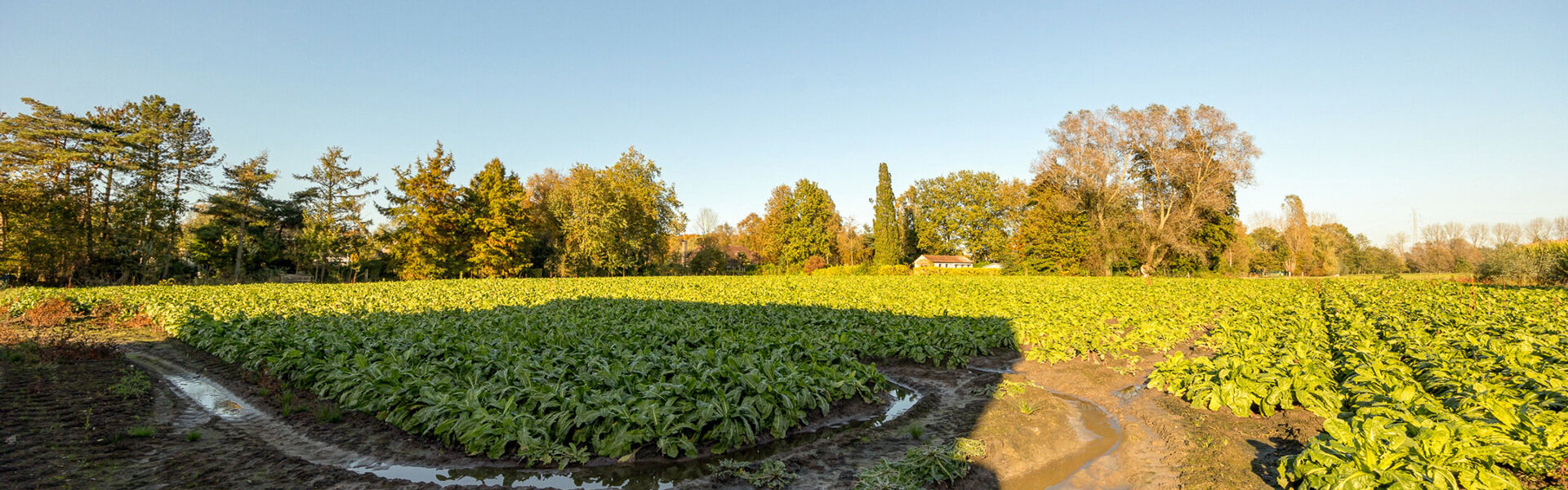 Bouwgrond te koop in Waasmunster